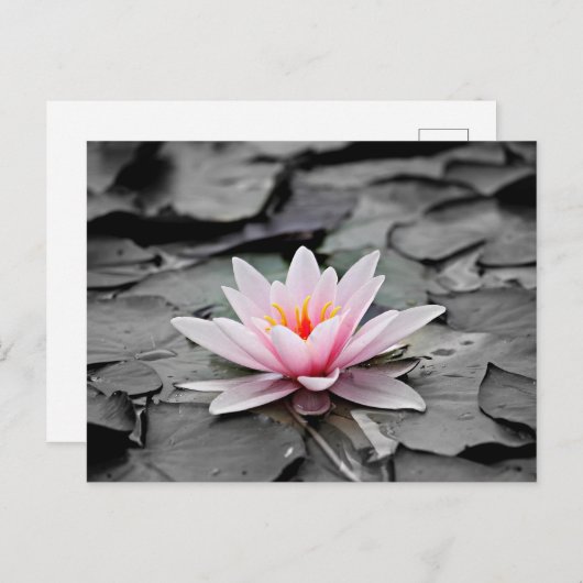Rosa Lotus-Blume Postkarte (Vorne/Hinten)