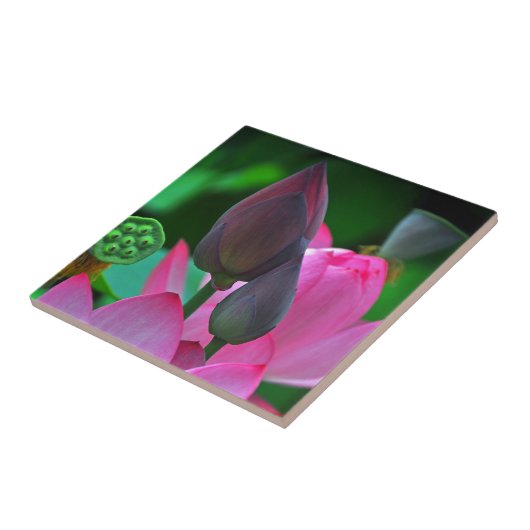 Rosa Lotus-Blüten Fliese (Seite)