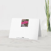 Rosa Lotus Dankeskarte (Rückseite)