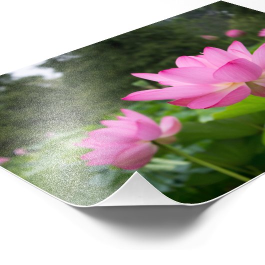 Rosa Lotus Fotodruck (Ecke)