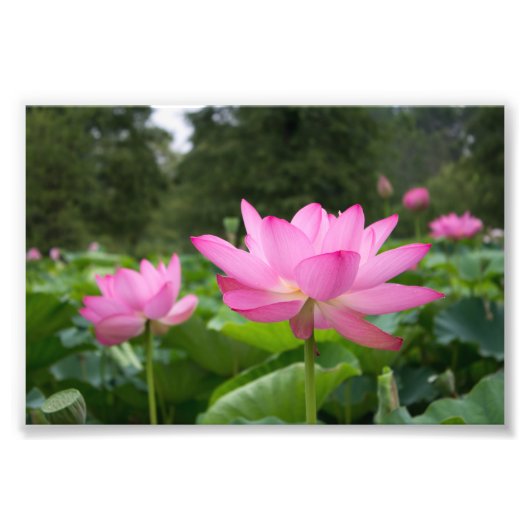 Rosa Lotus Fotodruck (Vorne)