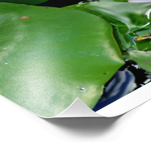 Rosa Lotus Fotodruck (Ecke)