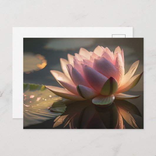 Rosa Lotus im Morgenlicht Postkarte (Vorne/Hinten)