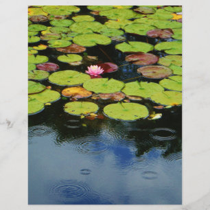 Rosa Lotus in Regen