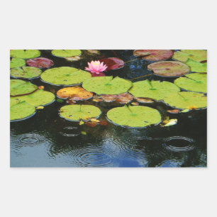 Rosa Lotus in Regen Rechteckiger Aufkleber