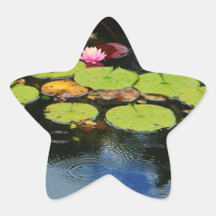 Rosa Lotus in Regen Stern-Aufkleber