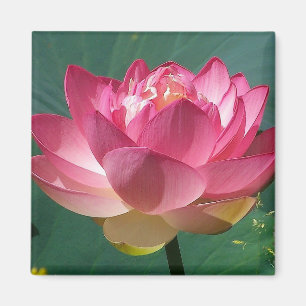 Rosa Lotus - Kühlschrank Magnet