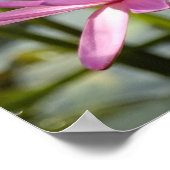 Rosa Lotus Poster (Ecke)