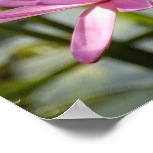 Rosa Lotus Poster (Ecke)