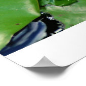 Rosa Lotus Poster (Ecke)