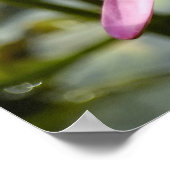 Rosa Lotus Poster (Ecke)