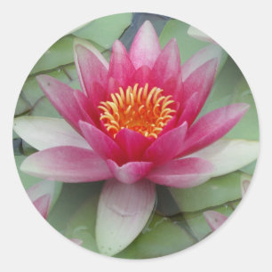 Rosa Lotus Runder Aufkleber