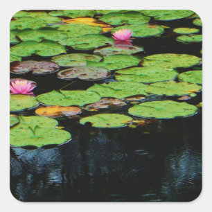 Rosa Lotus schwarz Quadratischer Aufkleber