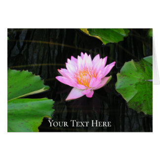 Rosa Lotus-Wasserlilie