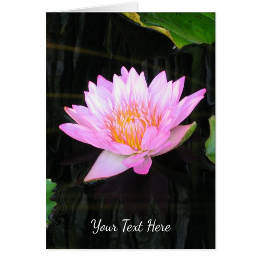 Rosa Lotus-Wasserlilie (Vorne)