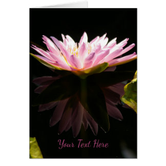 Rosa Lotus-Wasserlilie