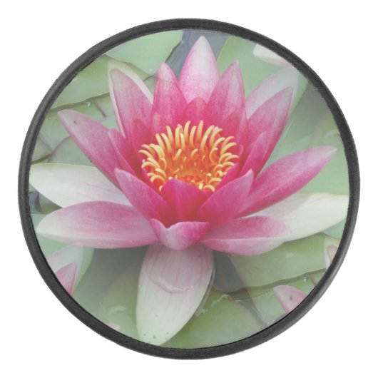 Rosa Lotus Wasserlilie Eishockey Puck (Vorderseite)