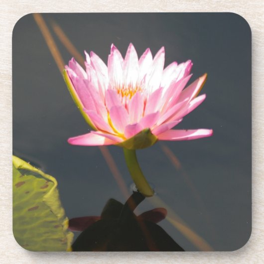 Rosa Lotus-Wasserlilie Getränkeuntersetzer (Vorderseite)