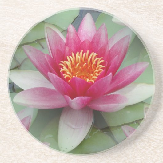 Rosa Lotus Wasserlilie Getränkeuntersetzer (Vorne)