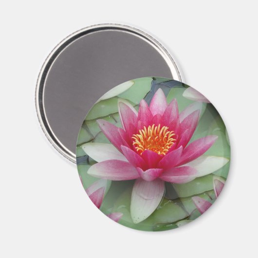 Rosa Lotus Wasserlilie Magnet (Vorderseite/Rückseite)