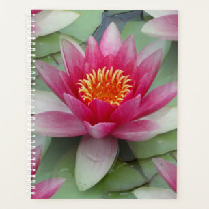 Rosa Lotus Wasserlilie Planer