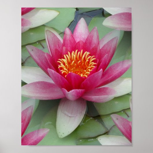 Rosa Lotus Wasserlilie Poster (Vorne)