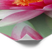 Rosa Lotus Wasserlilie Poster (Ecke)