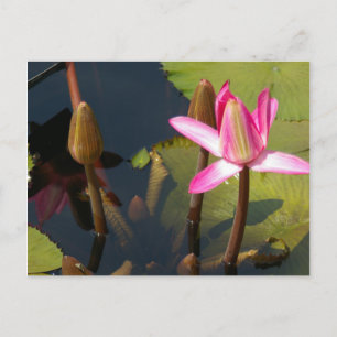 Rosa Lotus Wasserlilie Postkarte