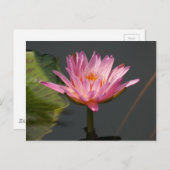Rosa Lotus-Wasserlilie Postkarte (Vorne/Hinten)