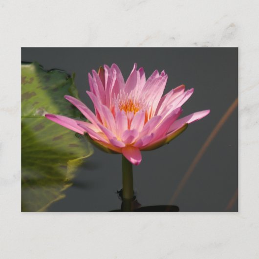 Rosa Lotus-Wasserlilie Postkarte (Vorderseite)