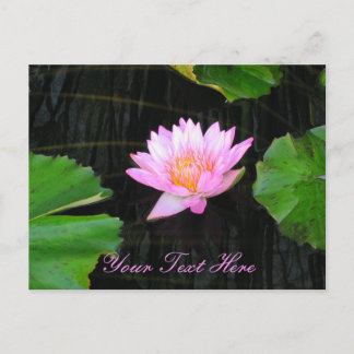 Rosa Lotus-Wasserlilie Postkarte