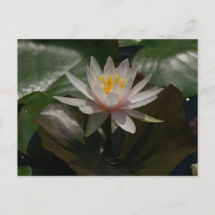Rosa Lotus-Wasserlilie Postkarte