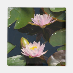 Rosa Lotus-Wasserlilien-Magnet Magnet