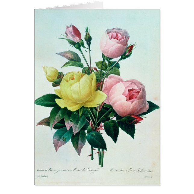 Rosa Lutea und Rosa Indica (Vorne)