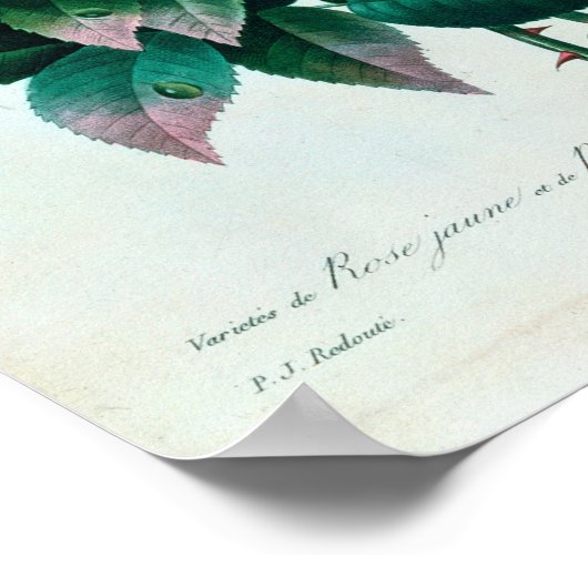Rosa Lutea und Rosa Indica Poster (Ecke)