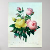 Rosa Lutea und Rosa Indica Poster (Vorne)
