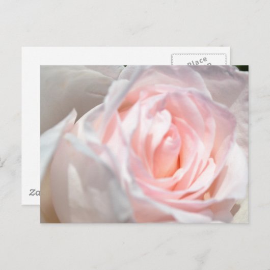 Rosa Macro Postkarte (Vorne/Hinten)