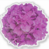 Rosa Magenta-Hydrangeas-Rose Aufkleber (Vorderseite)