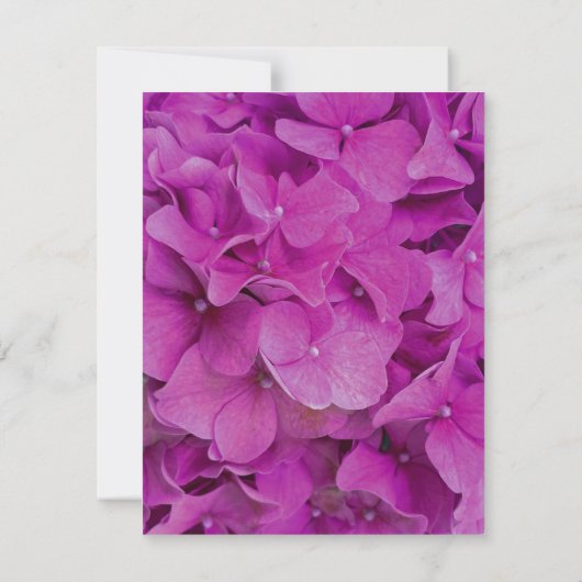 Rosa Magenta-Hydrangeas-Rose Dankeskarte (Rückseite)