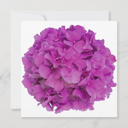 Rosa Magenta-Hydrangeas-Rose Einladung (Rückseite)