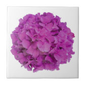 Rosa Magenta-Hydrangeas-Rose Fliese (Vorderseite)