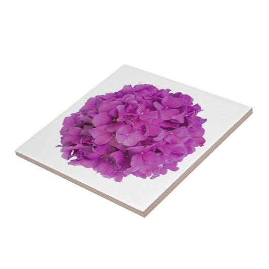 Rosa Magenta-Hydrangeas-Rose Fliese (Seite)