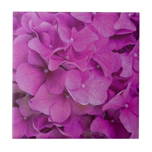 Rosa Magenta-Hydrangeas-Rose Fliese (Vorderseite)