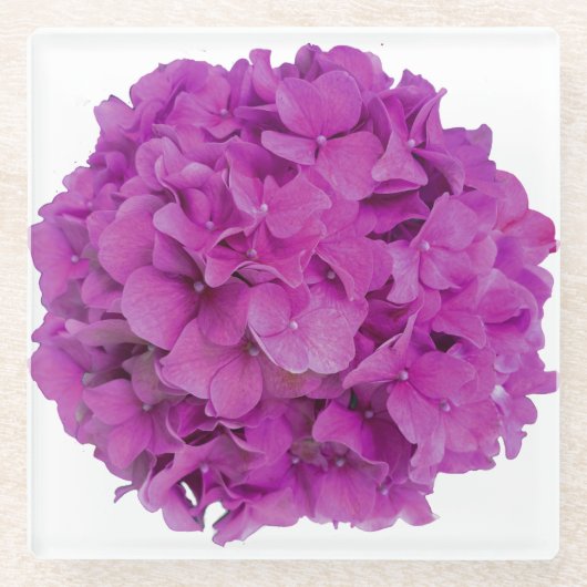 Rosa Magenta-Hydrangeas-Rose Glasuntersetzer (Vorderseite)