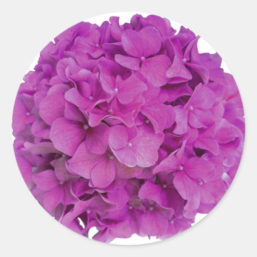 Rosa Magenta-Hydrangeas-Rose Runder Aufkleber (Vorderseite)