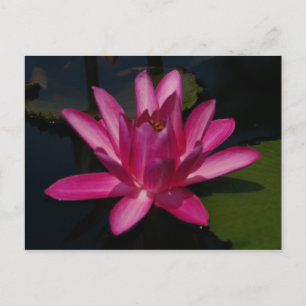 Rosa Magenta Lotus Seerose Postkarte