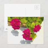 Rosa Magenta Rosa Blume Postkarte (Vorne/Hinten)