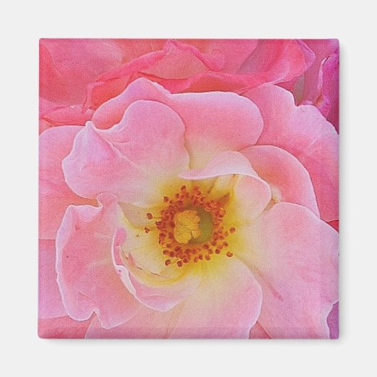 Rosa Magnet (Vorne)