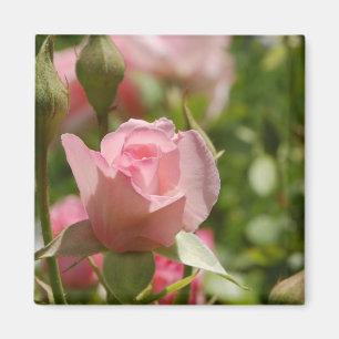 Rosa Magnet