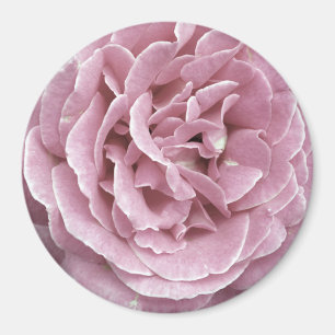 Rosa Magnet